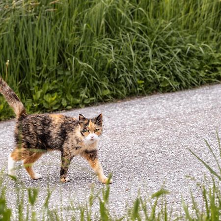 Tratterhof Apartments Vallarga エクステリア 写真